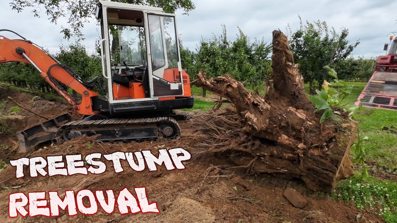 big treestump removal and irrigation #farming #fruit #treestump #peljob