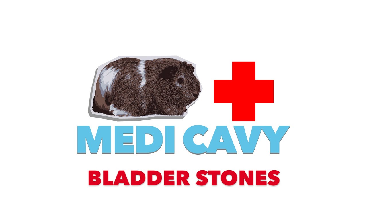 How to Spot and Prevent Bladder Stones in Guinea Pigs | MediCavy