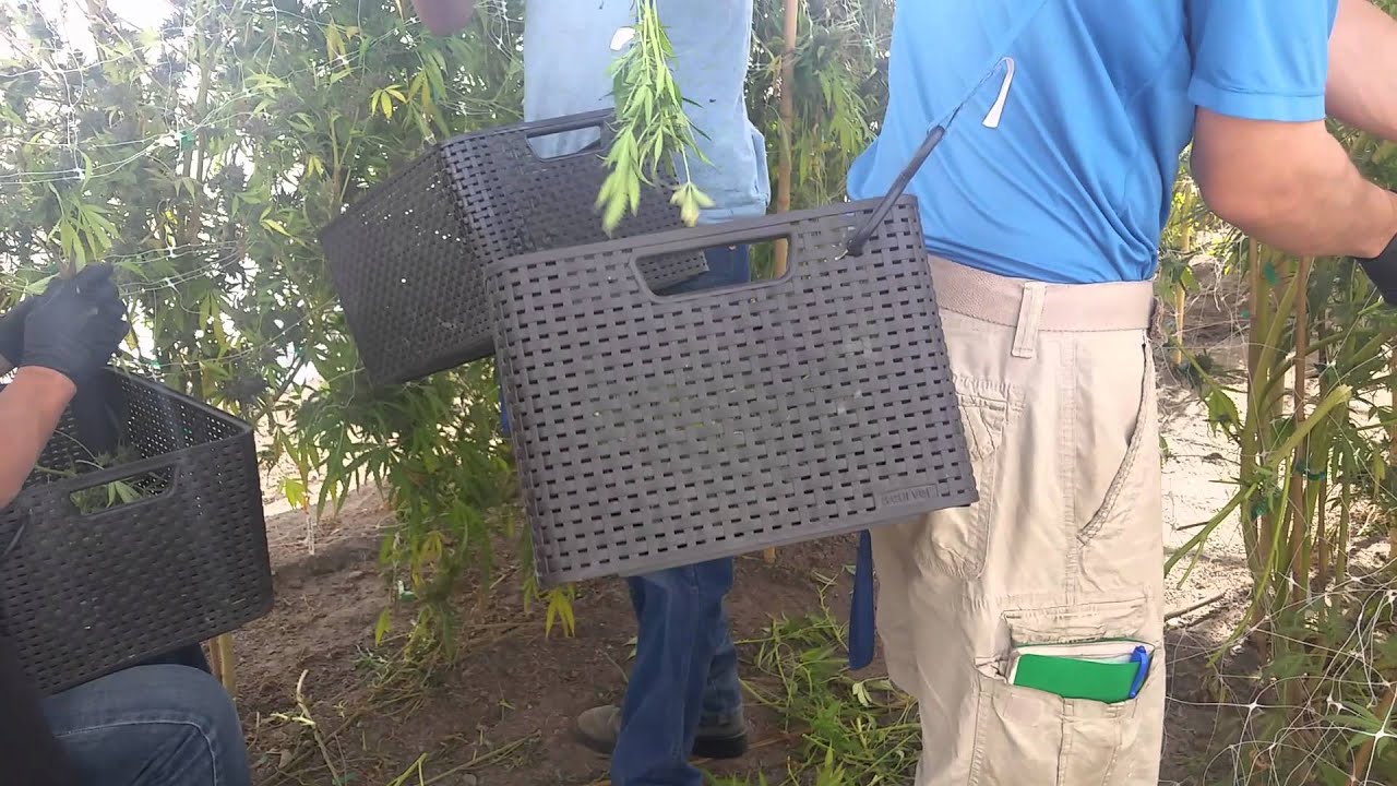 Push Tech for Harvest Large Cannabis Commercial Outdoor