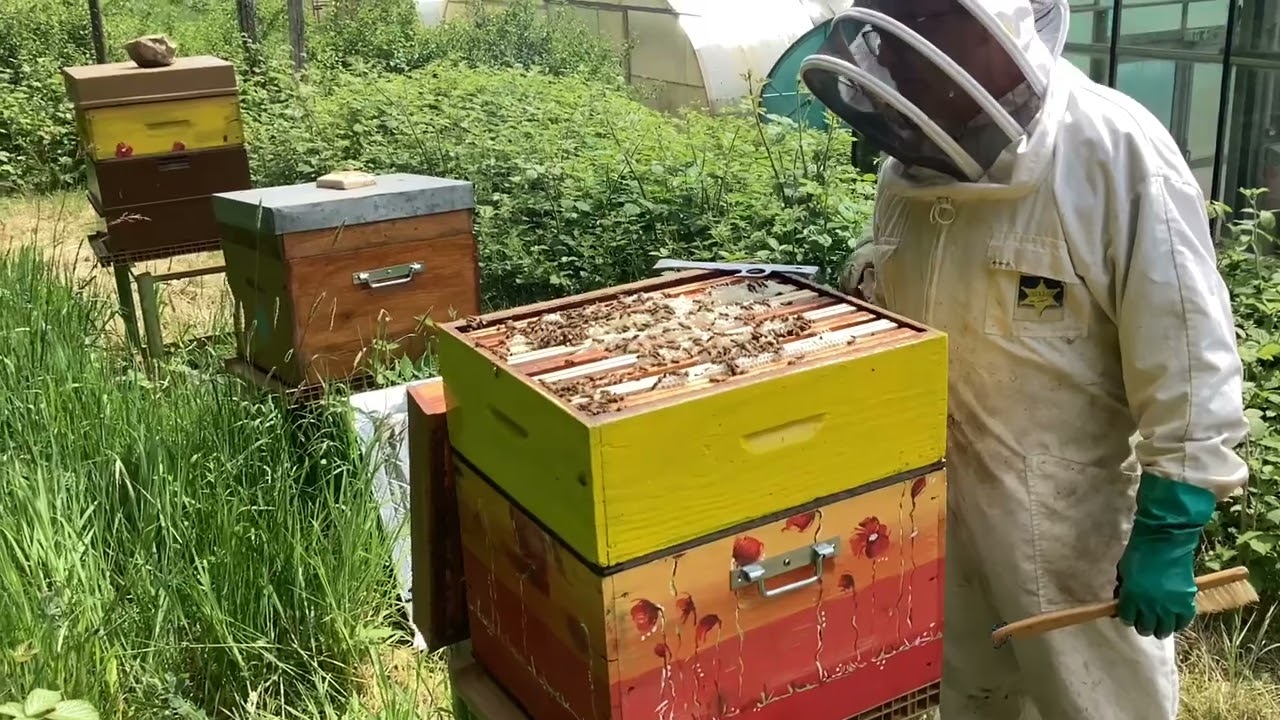 Récolte du miel de printemps le 6 mai 2025