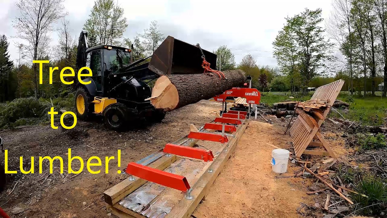 Cutting Down a Big Pine and Taking it Right to the Sawmill!