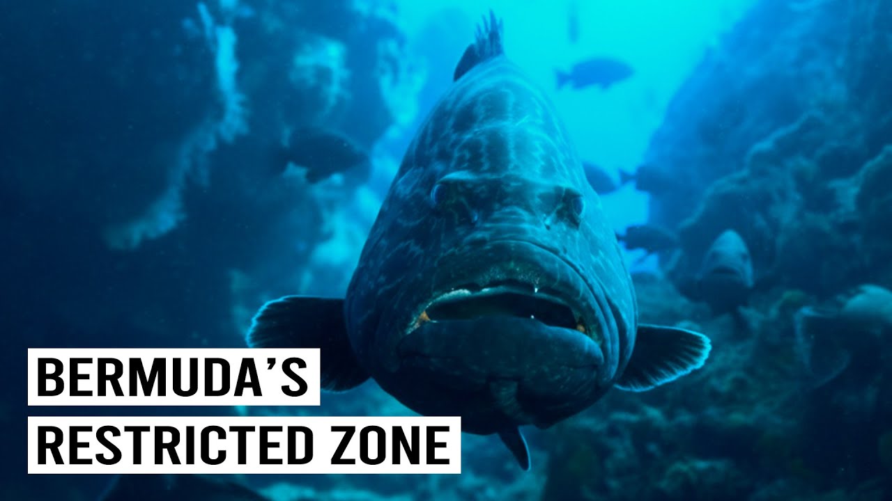 Why Do Hundreds of Giant Fish Gather in This One Spot?