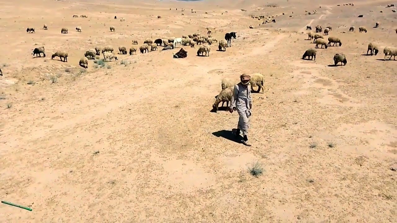 جدوع الاحمد لرافڨ الهجانة غنم العكيرشي محمد الراعي