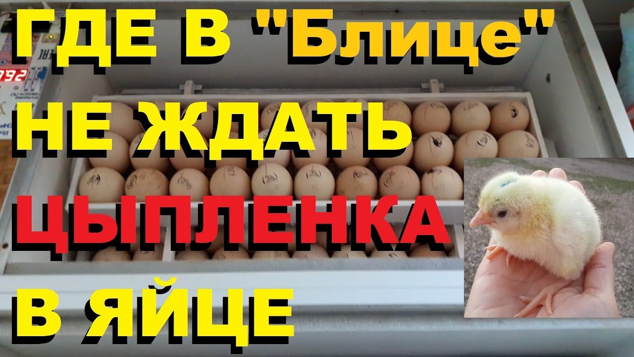 Инкубатор 