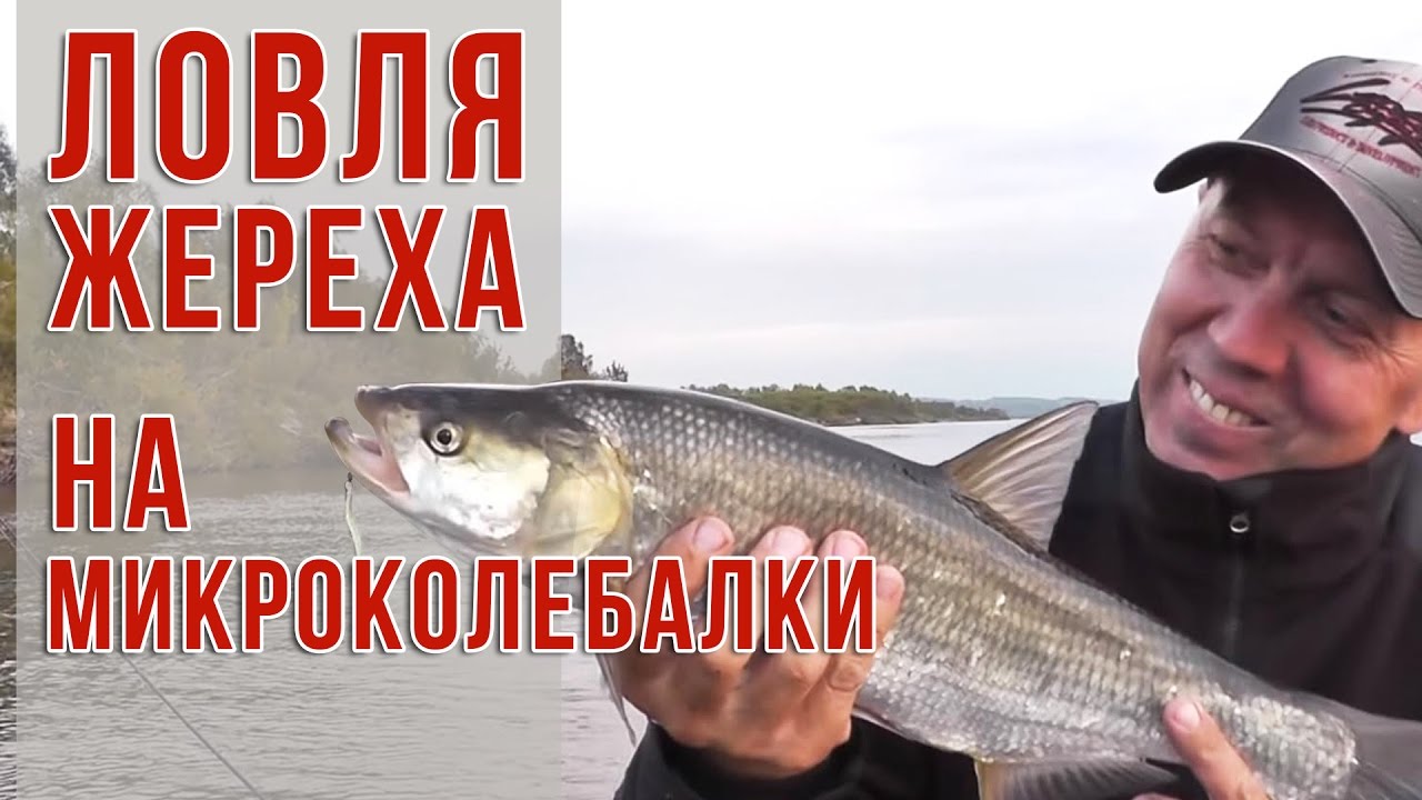 Ловля жереха на микроколебалки
