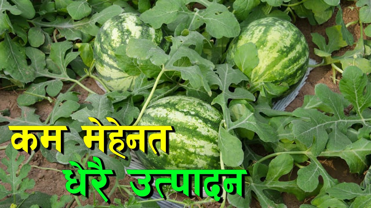 खैरहनीमा सुन फलाउँदै नविन || Watermelon Farming in Nepal ||