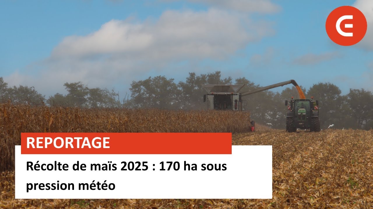 Cuma de l’Espérance : 170 ha sous pression météo pour la récolte de maïs 2025