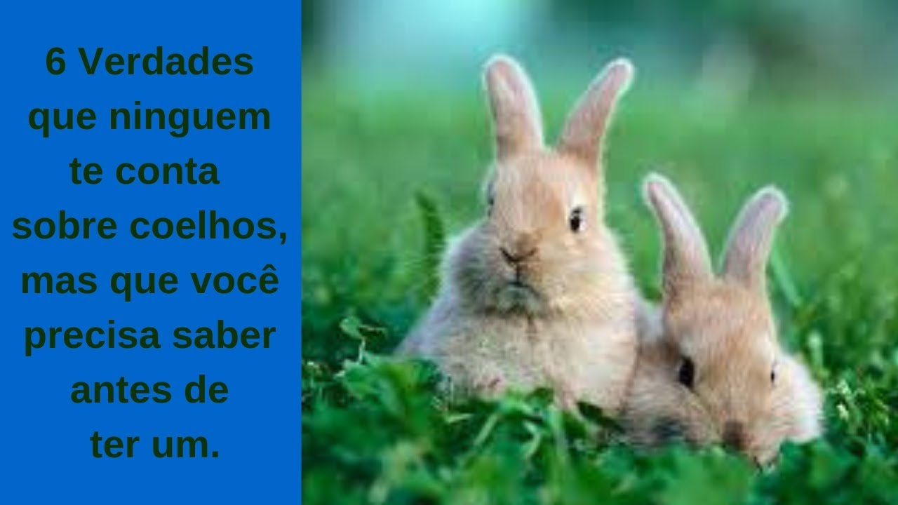 6 verdades sobre coelhos que ninguém te conta.