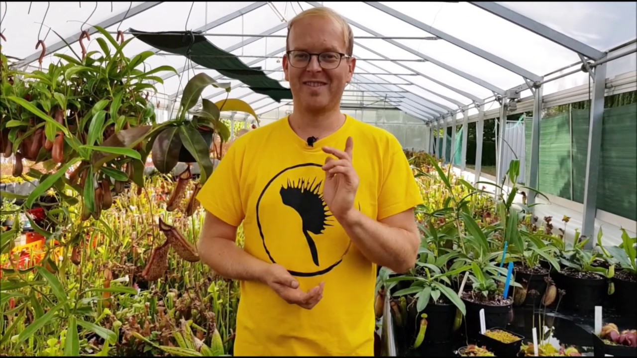 Die Venusfliegenfalle - Dionaea muscipula - kurz und knapp erklärt - Fangblatt Karnivorenshop
