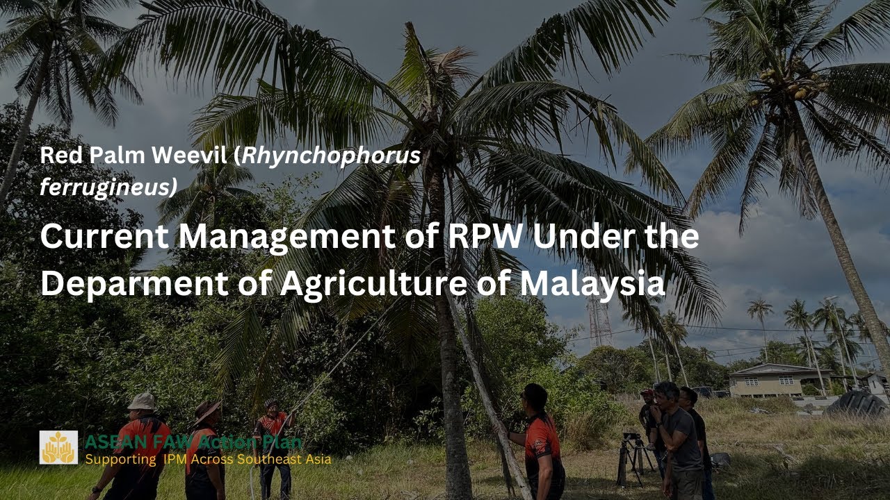 Current Management of Red Palm Weevil Under Department of Agriculture of Malaysia