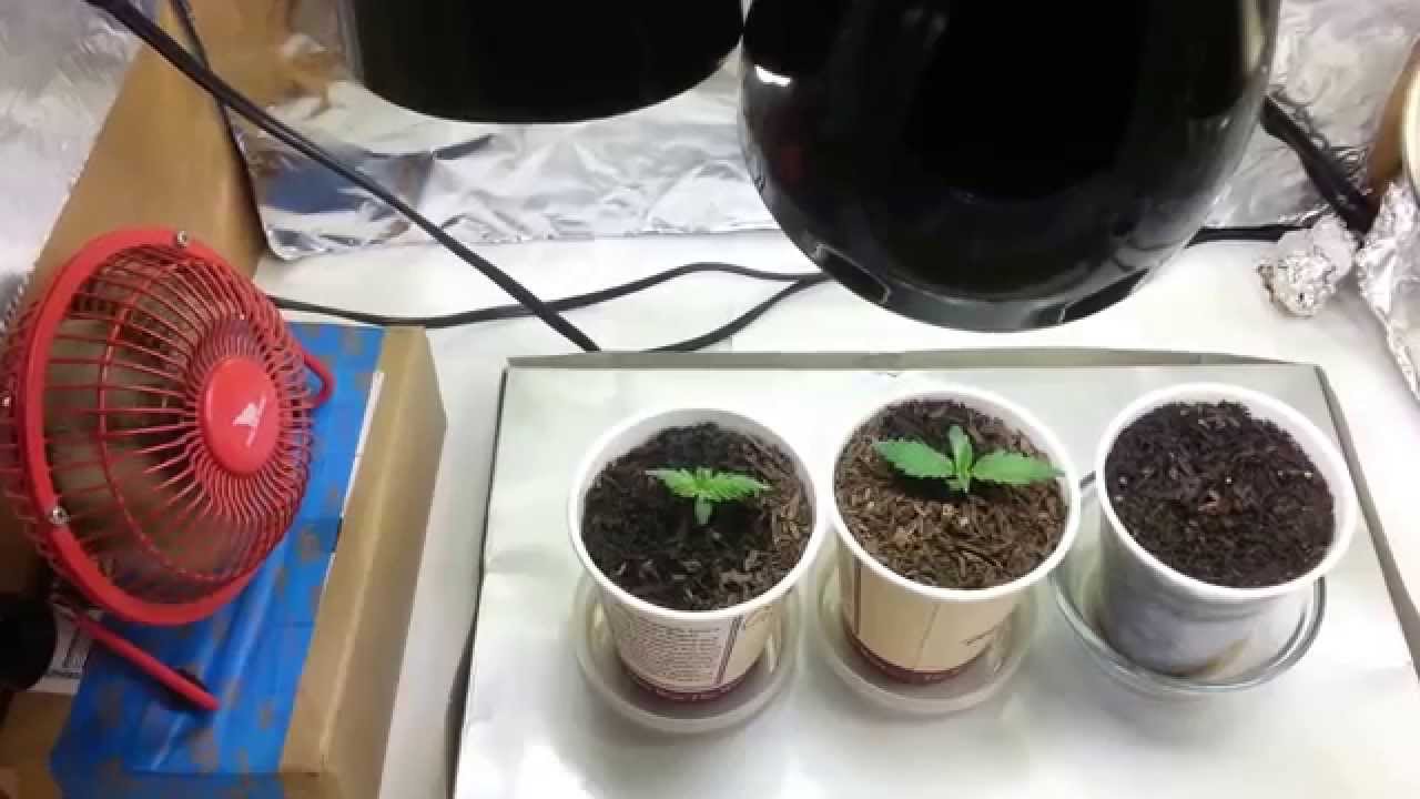 Micro Grow CFL day 5 update- Rearranged grow box.
