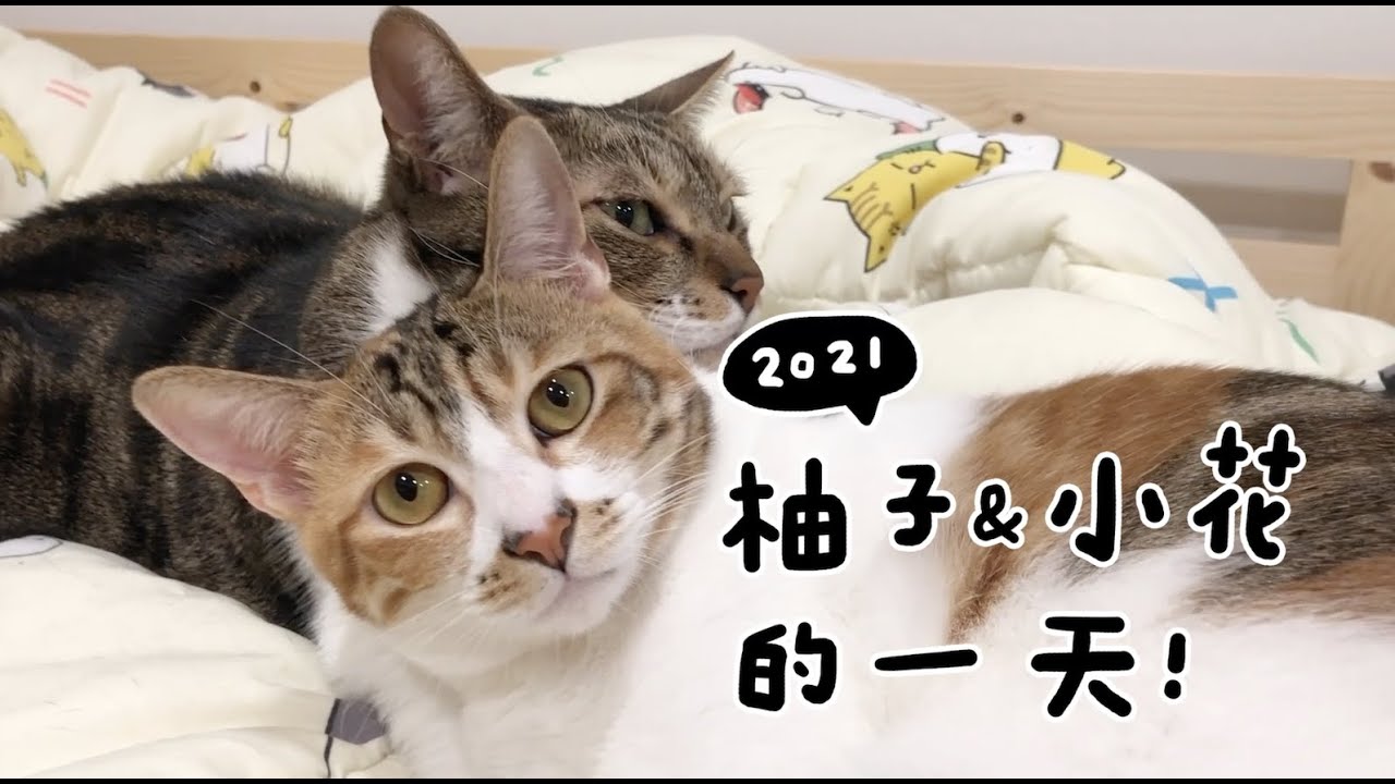 【黃阿瑪的後宮生活】2021柚子&小花的一天！