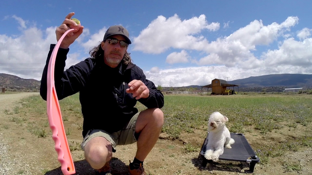 Brian Agnew The Balanced Dog: Controling ball play or Prey Drive