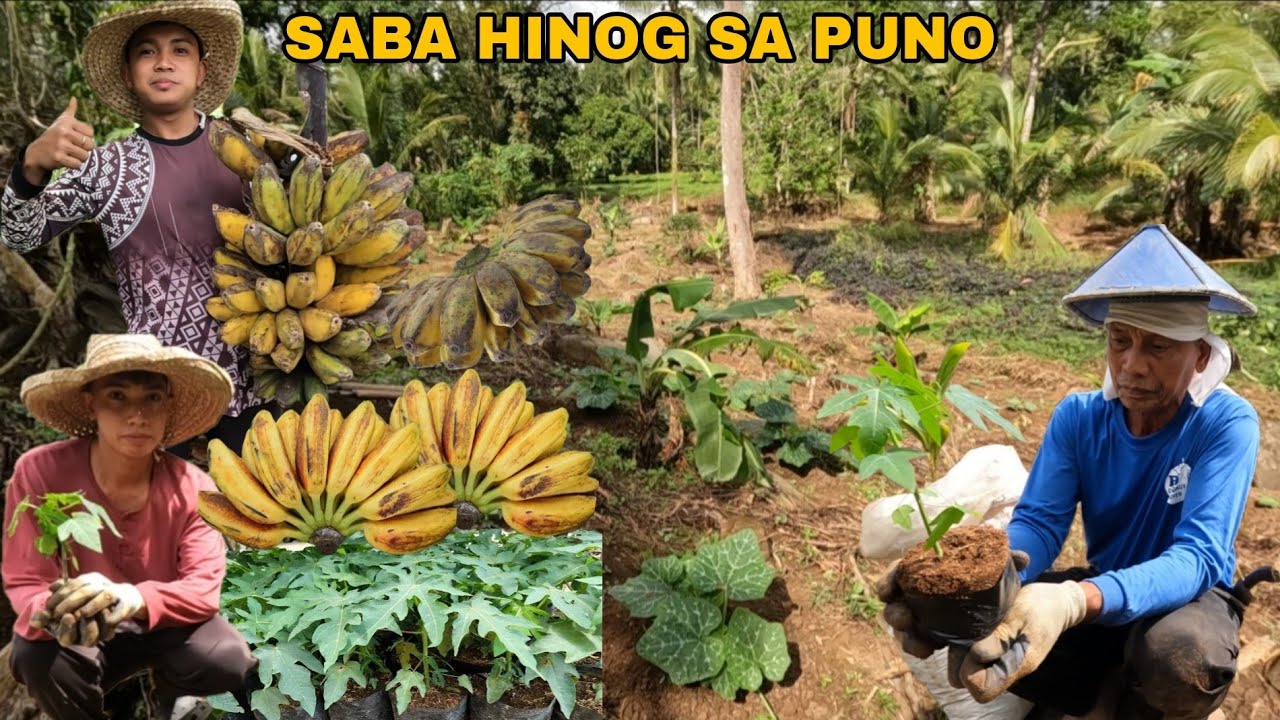 PAGTATANIM NG PAPAYA RED LADY MAGANDANG VARIETY PAGAMAS NG KALABASAHAN
