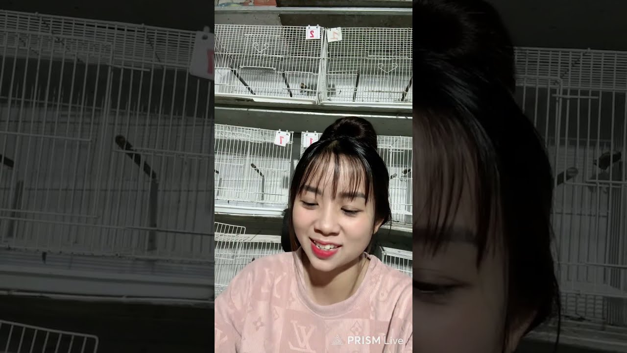 chào mào bẫy đấu khủng vip 🦅
