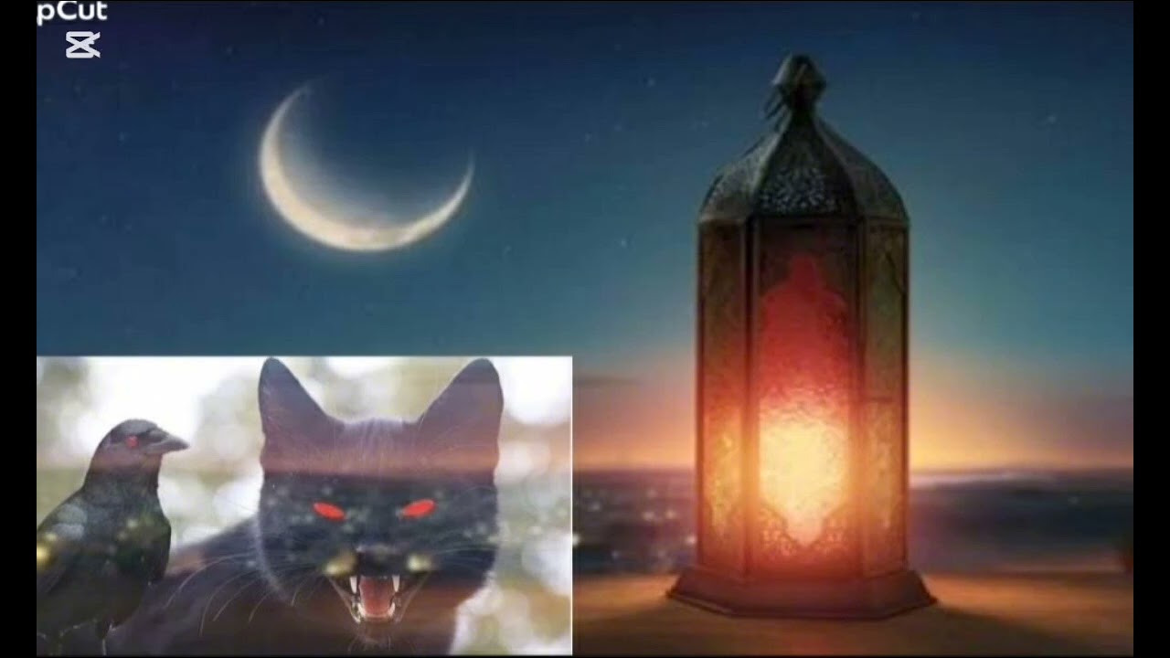 بنت امازيغية التي سكنت بجن ملبوس بقط اسود شيطان شرير ملك جن 😨💀