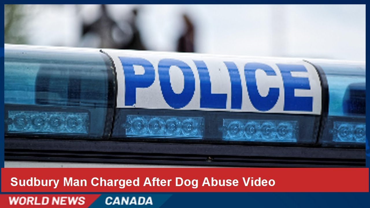 Sudbury Man Charged After Dog Abuse Video