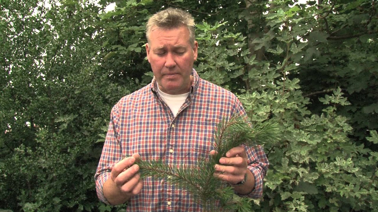 Identifying Lodgepole Pine