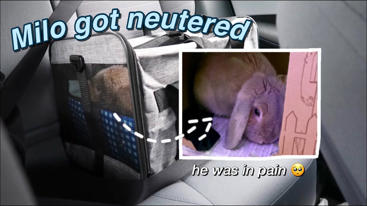 My Bunny Gets Neutered Vlog (i was so scared)