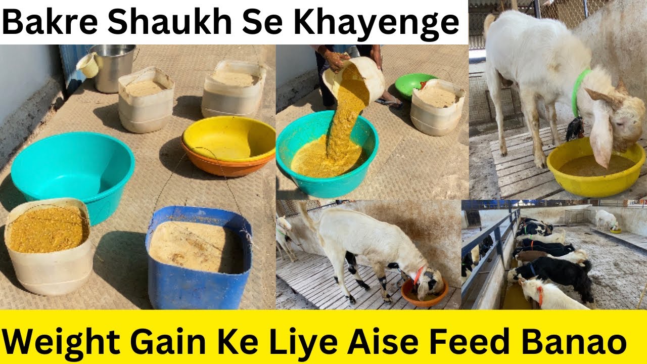 Goat Feed Details And Schedule At Bismillah Goat Farm | Bakro ki Special Diet |Weight Gaining Feed