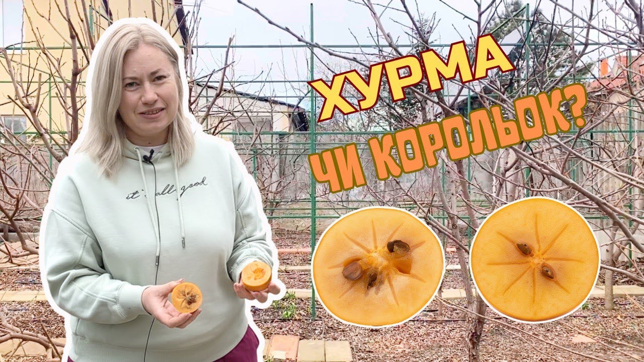 Хурма чи корольок?