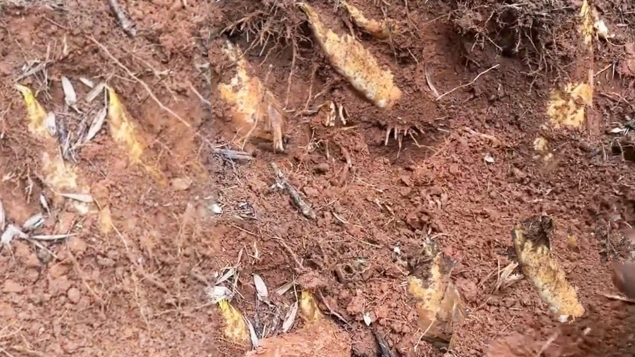 阿峰捡漏成功，被人挖过的笋窝还有漏网之鱼，下面还有隐藏惊喜，4颗大笋连成片，这运气逆天了!【乡村阿峰】