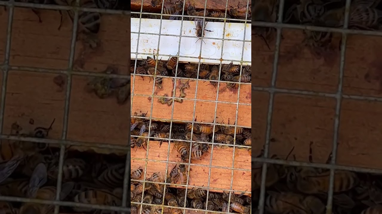 Quick peek and feed of winter bees. Hope to see them flying in the spring.