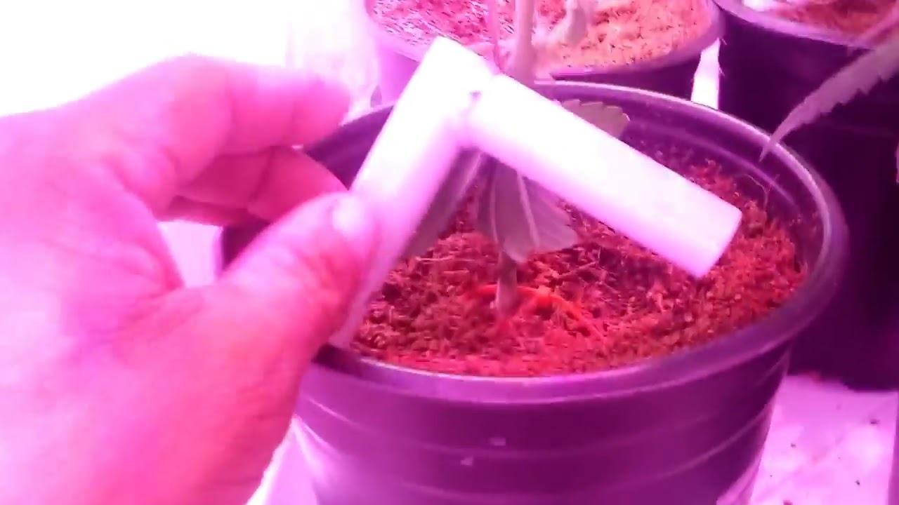 Mars hydro, 2&times;600 watt closet grow, ocean grown Genetics,