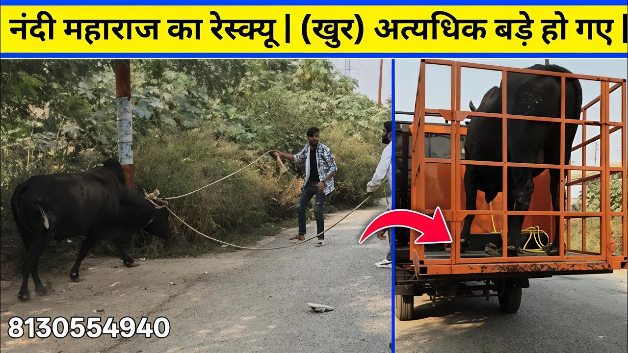 🙏 नंदी महाराज के (खुर) अत्यधिक बड़े हो गए | तत्काल उपचार और देखभाल 🙏| Animal rescue Team 