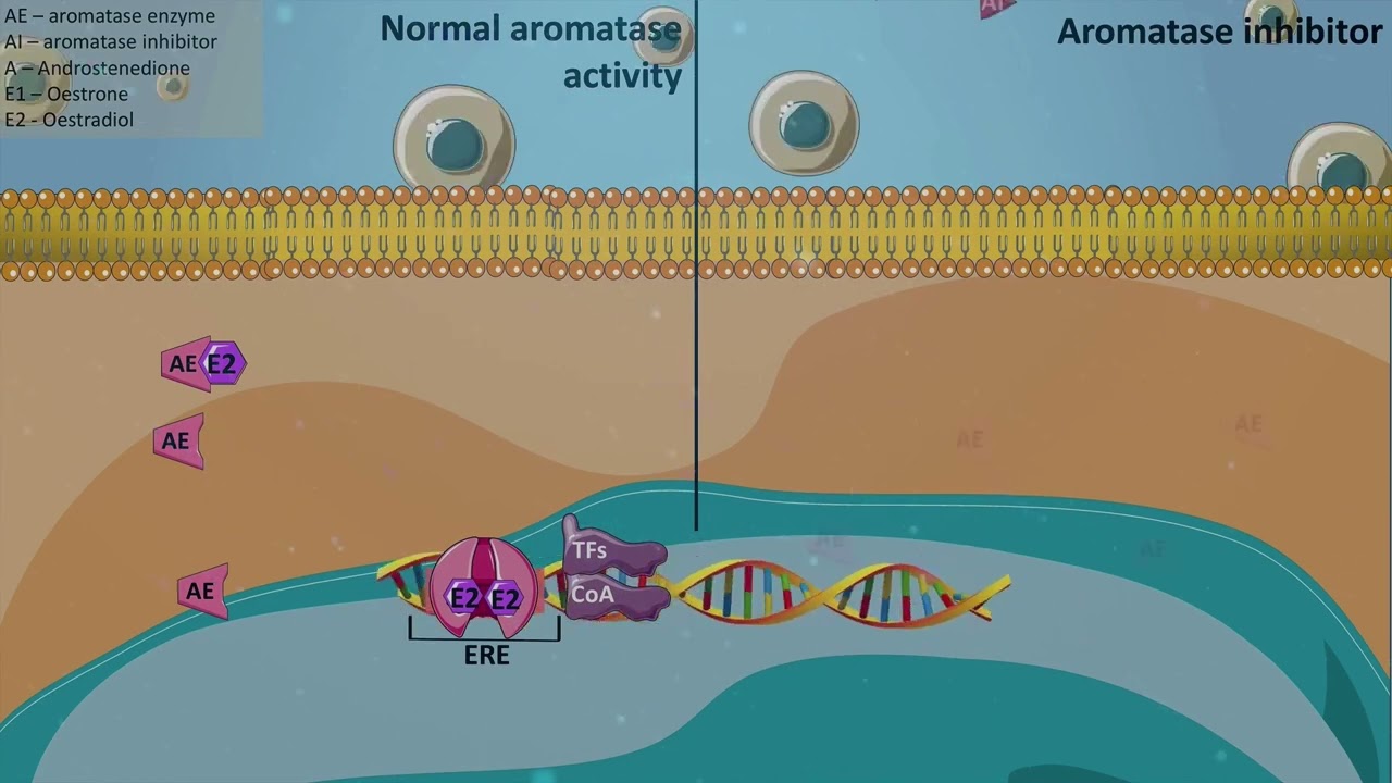 Aromatase inhibitors