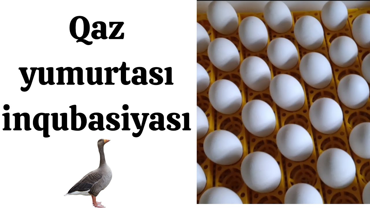 🔴Qaz yumurtalarının inqibatora qoyulması🔴