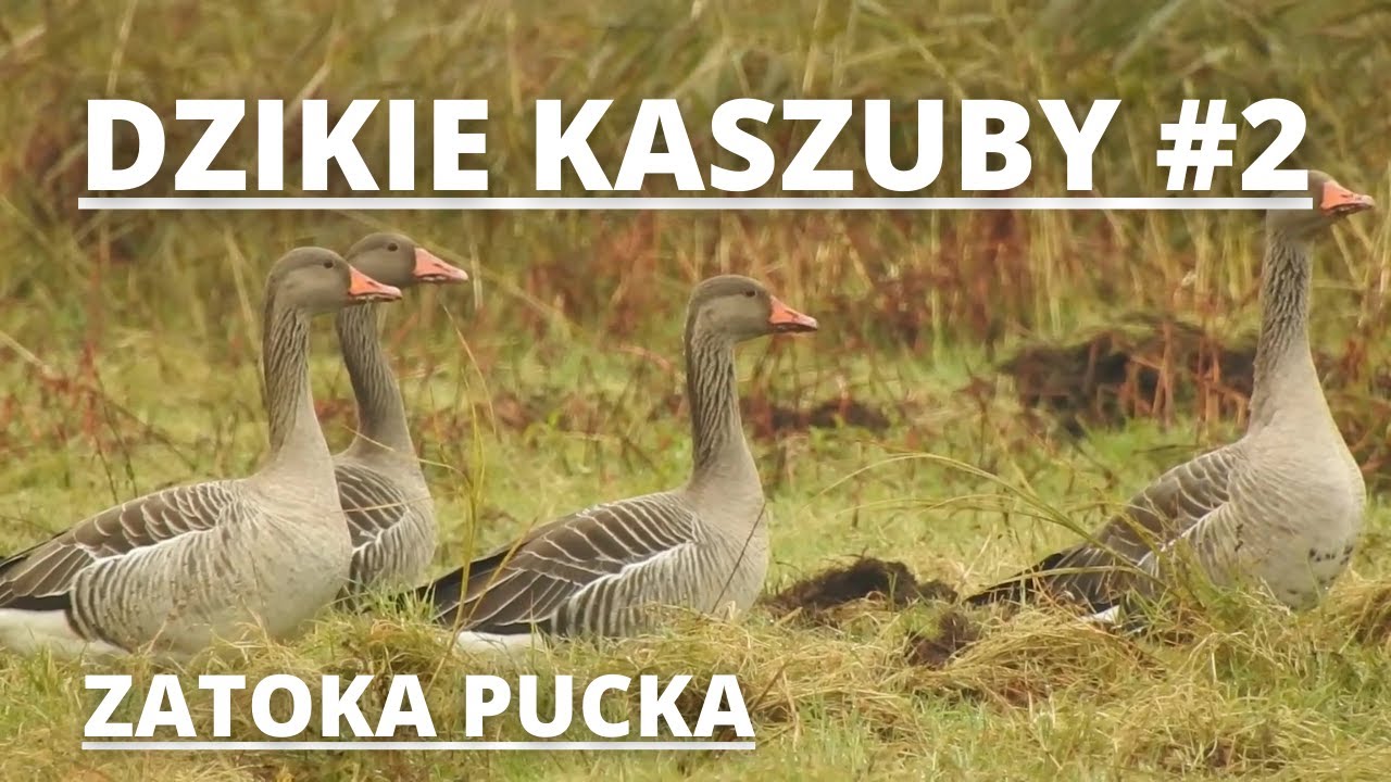 DZIKIE KASZUBY #2 - Zatoka Pucka