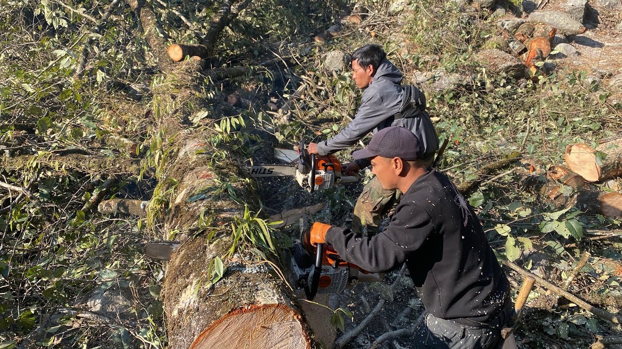 सङ्गै मिलेर दाउरा कट्दै ।