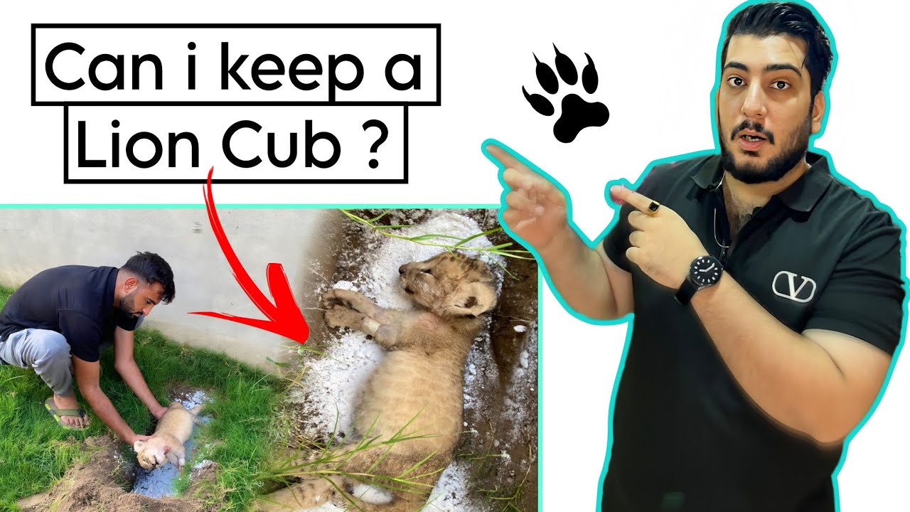 Can i Keep a Lion Cub ? Can lion be Domesticated ( Or Raise A lion As a Pet?)
