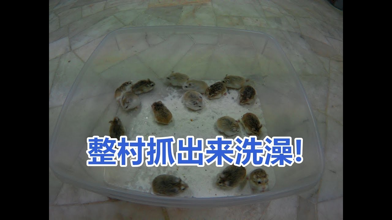 抓整村仓鼠出来洗澡? 我家合养的十多只罗伯罗夫斯基仓鼠!