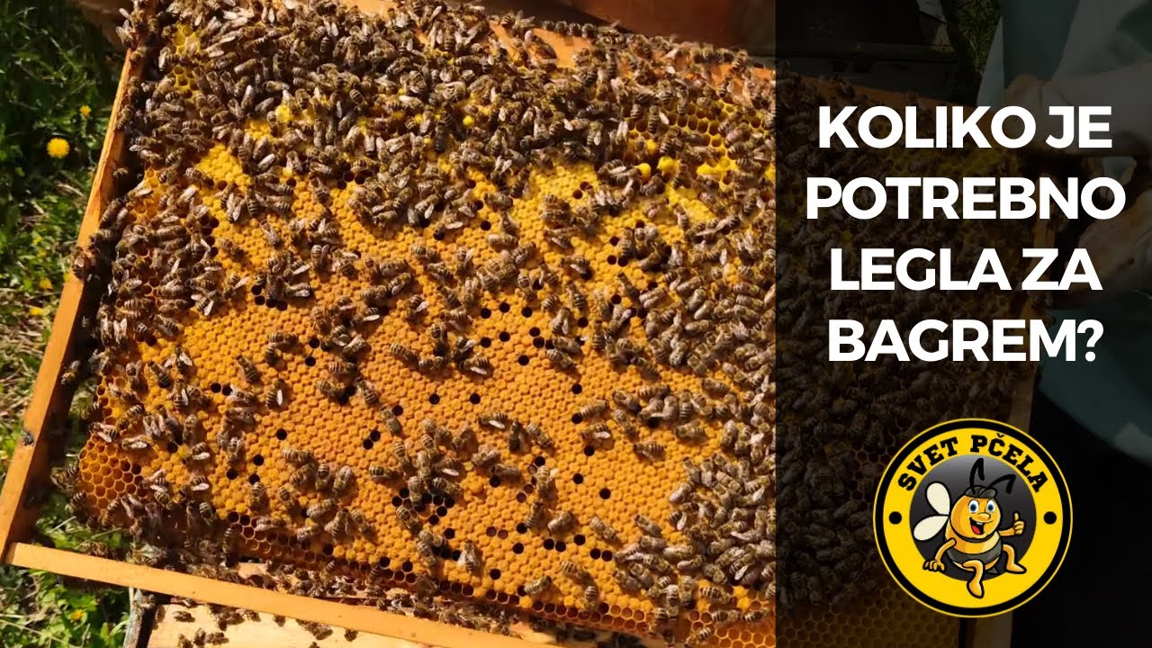 Koliko je potrebno legla za bagremovu pašu? - Pčelarstvo 2022