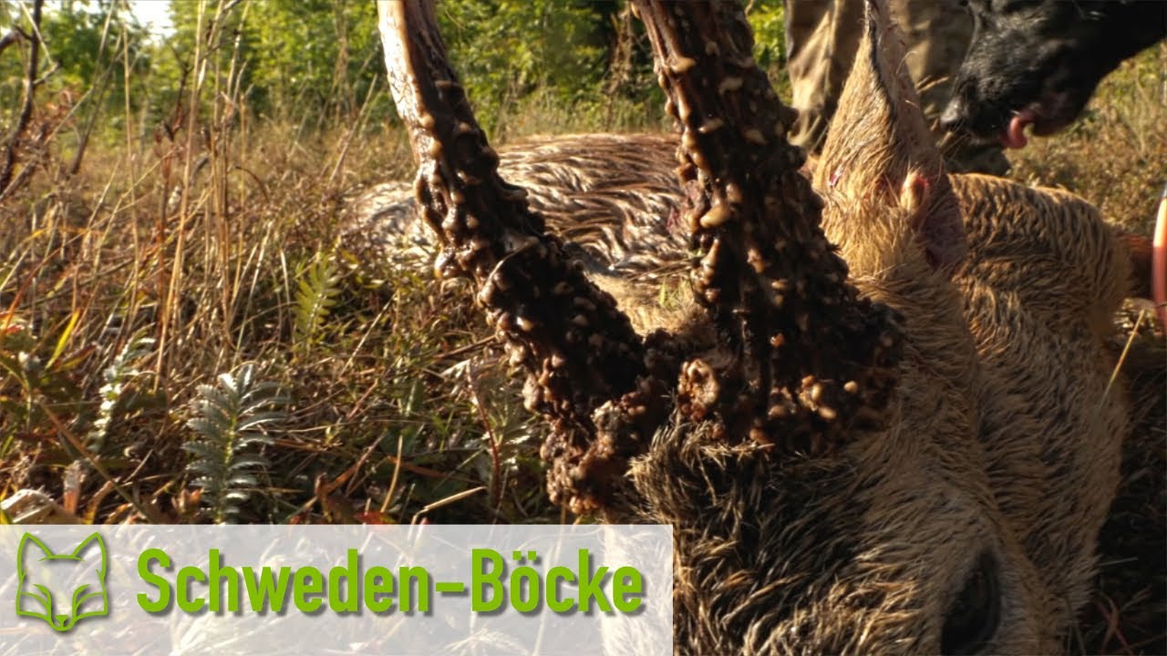 Bockjagd auf Öland in Schweden