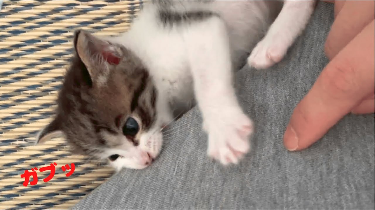 赤ちゃん猫がわんぱくになってきた！性別も判明しました