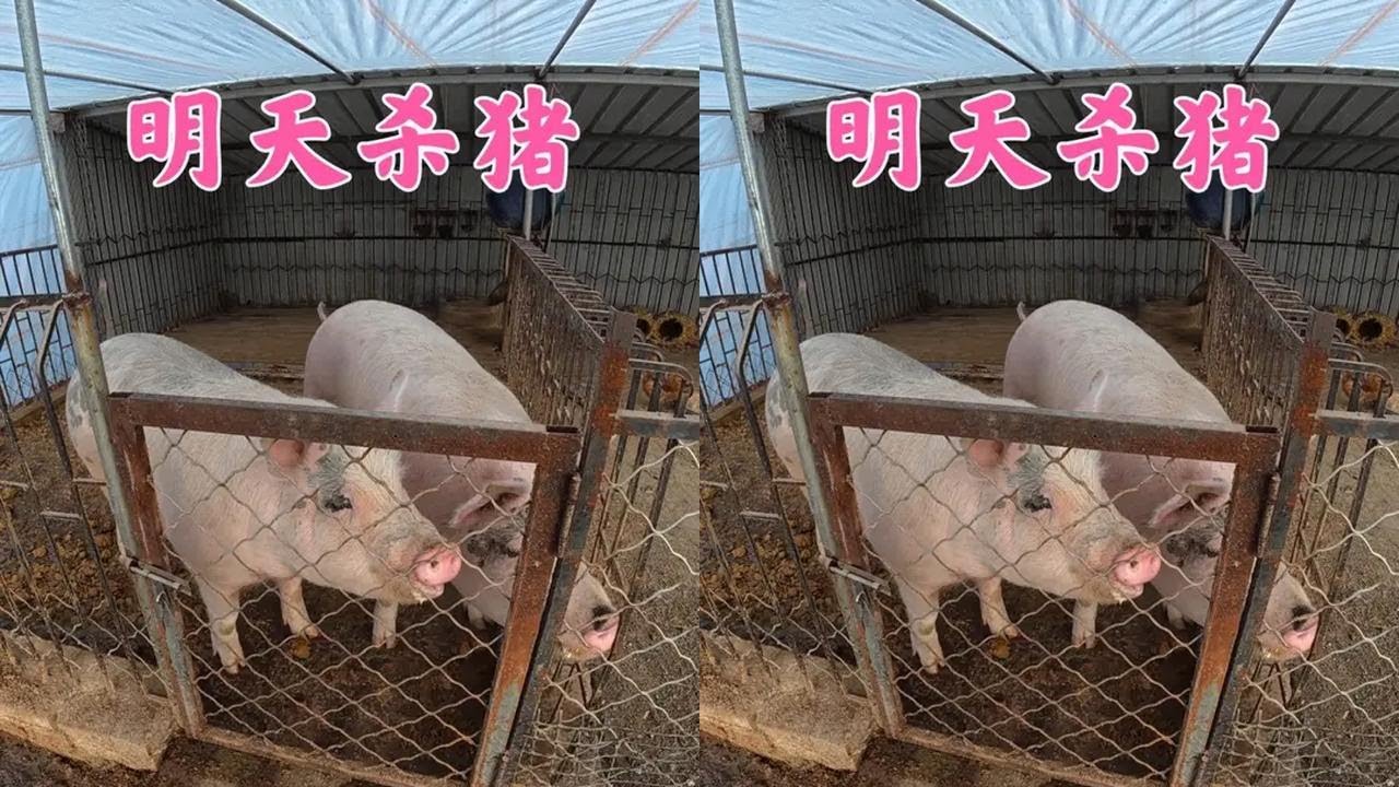 明天杀猪朋友们开吃猪肉，江南买的6头小公牛都健康，只等挣钱了 #三农 #返乡创业青年 #农村创业养殖 #养牛人#创业 #生活 #日常 #养殖