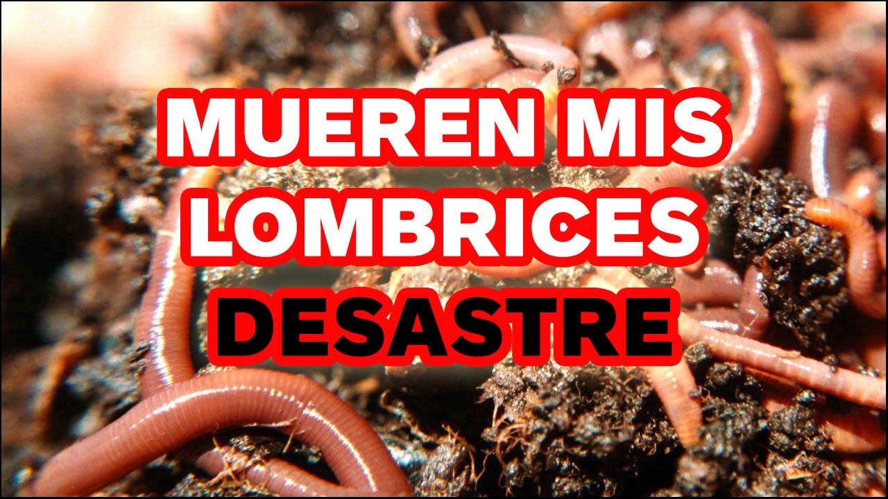 MUEREN todas las LOMBRICES. ¡¡DESASTRE en la LOMBRICOMPOSTERA!! | Locos por la Huerta