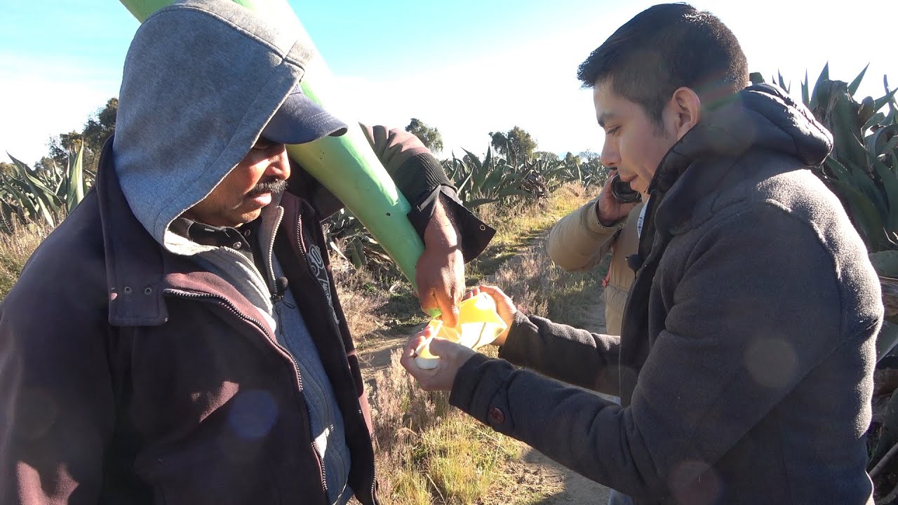 Producción de la bebida de los Dioses, el PULQUE con planta de MAGUEY el árbol de las maravillas