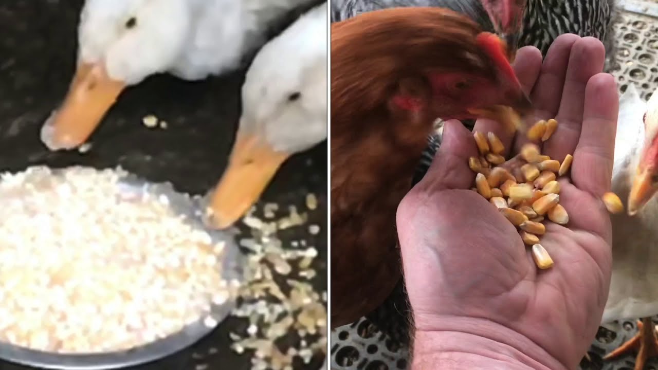 making chickens and ducks your FRIENDS (with the help of some FOOD)