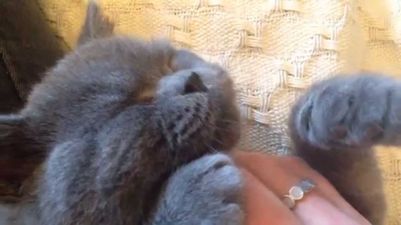 British Shorthair Kitten (4 months old)