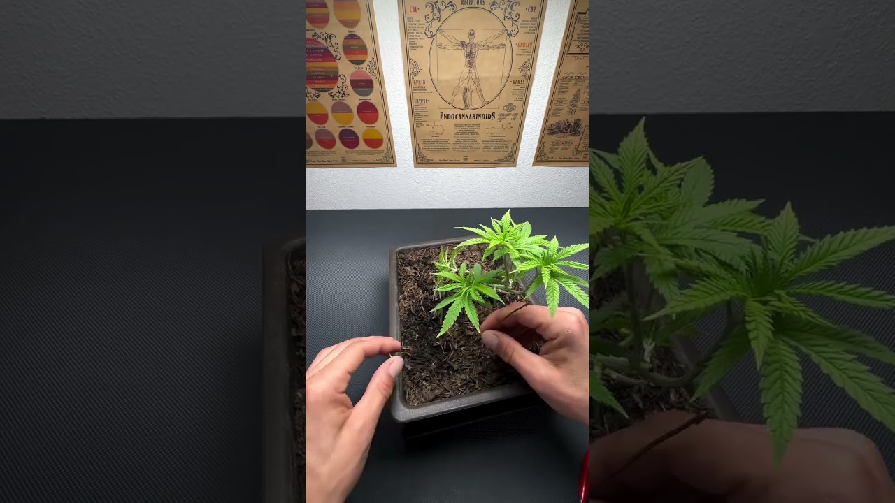 Cannabis Bonsai  Lemon Mandarin | Fast Buds seeds by grimmsgrowgeschichten2