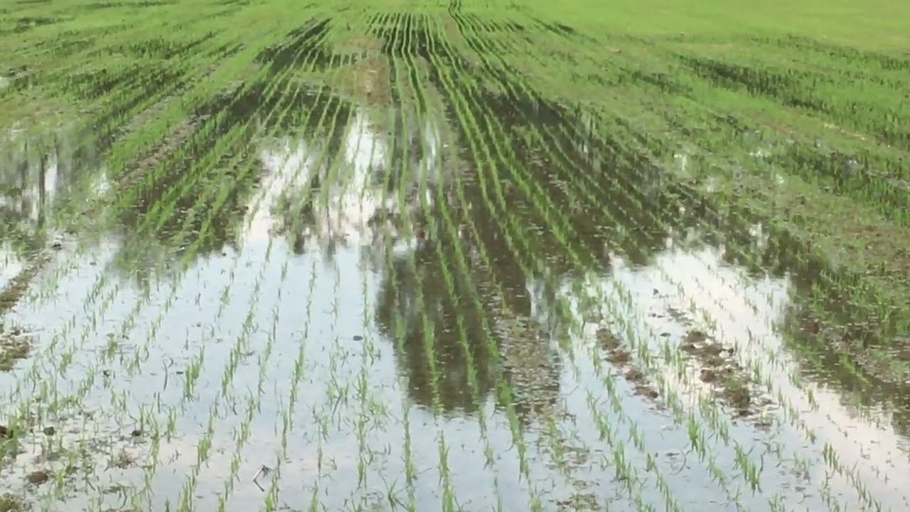 Prima sommersione  anti infestanti riso bio 2023