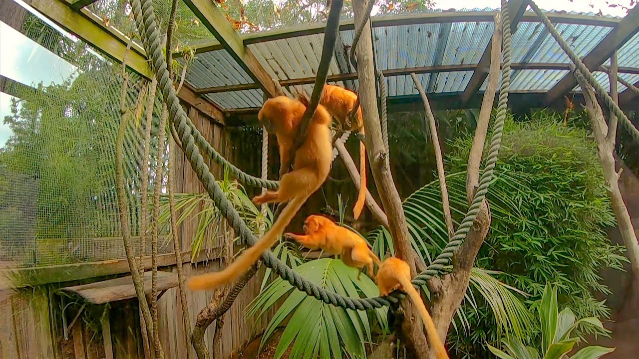 Golden Lion Tamarin Monkeys at Symbio Wildlife Park | Slow Motion Jumping