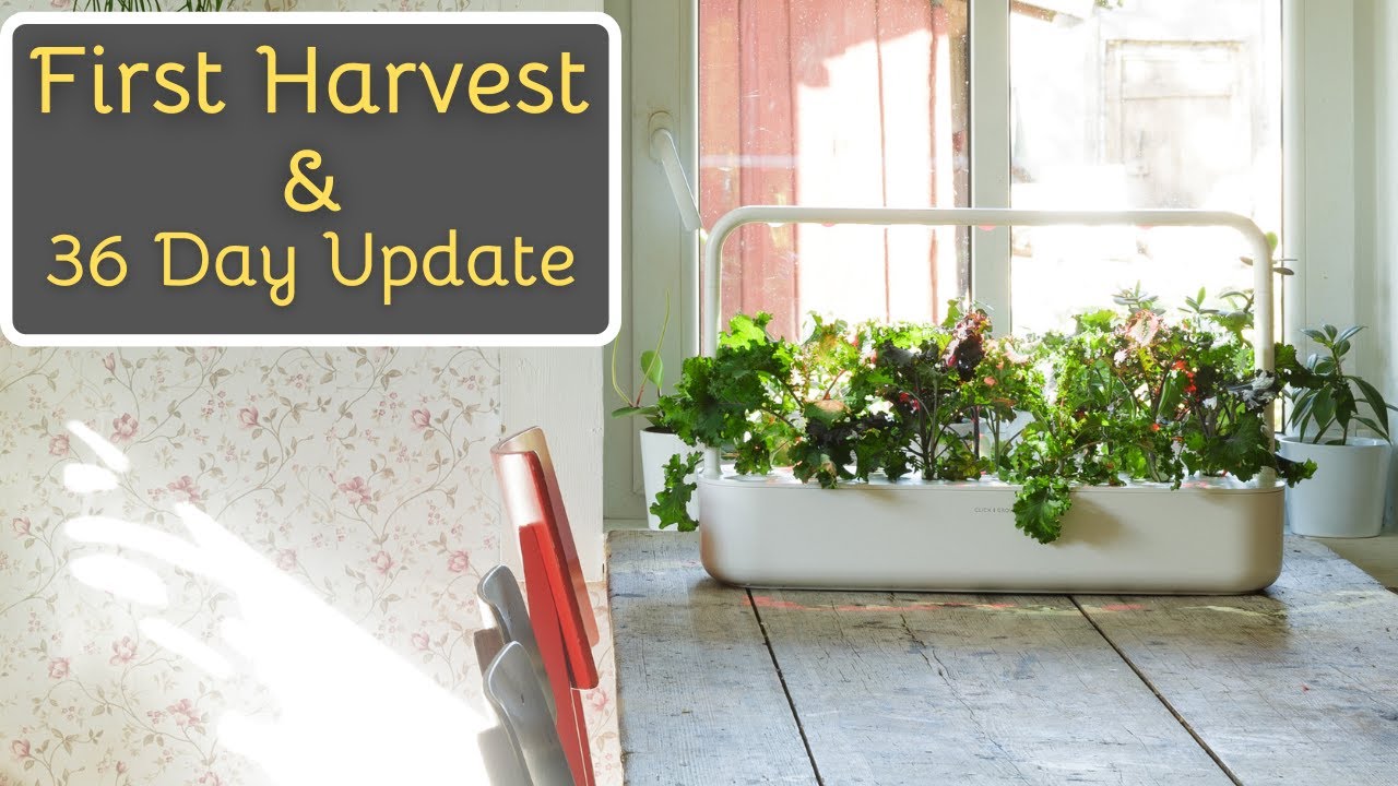 Harvesting Lettuce & 36 Day Update - Click & Grow Smart Garden 9