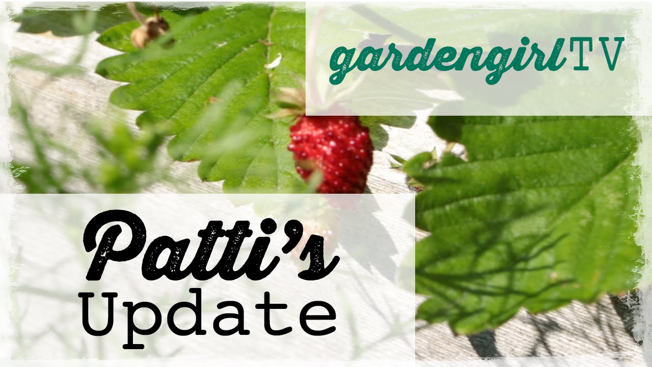 Patti's Update