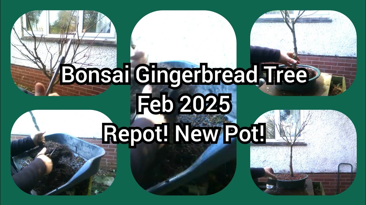 Gingerbread Bonsai Tree Feb 2025 Repot! New Pot!