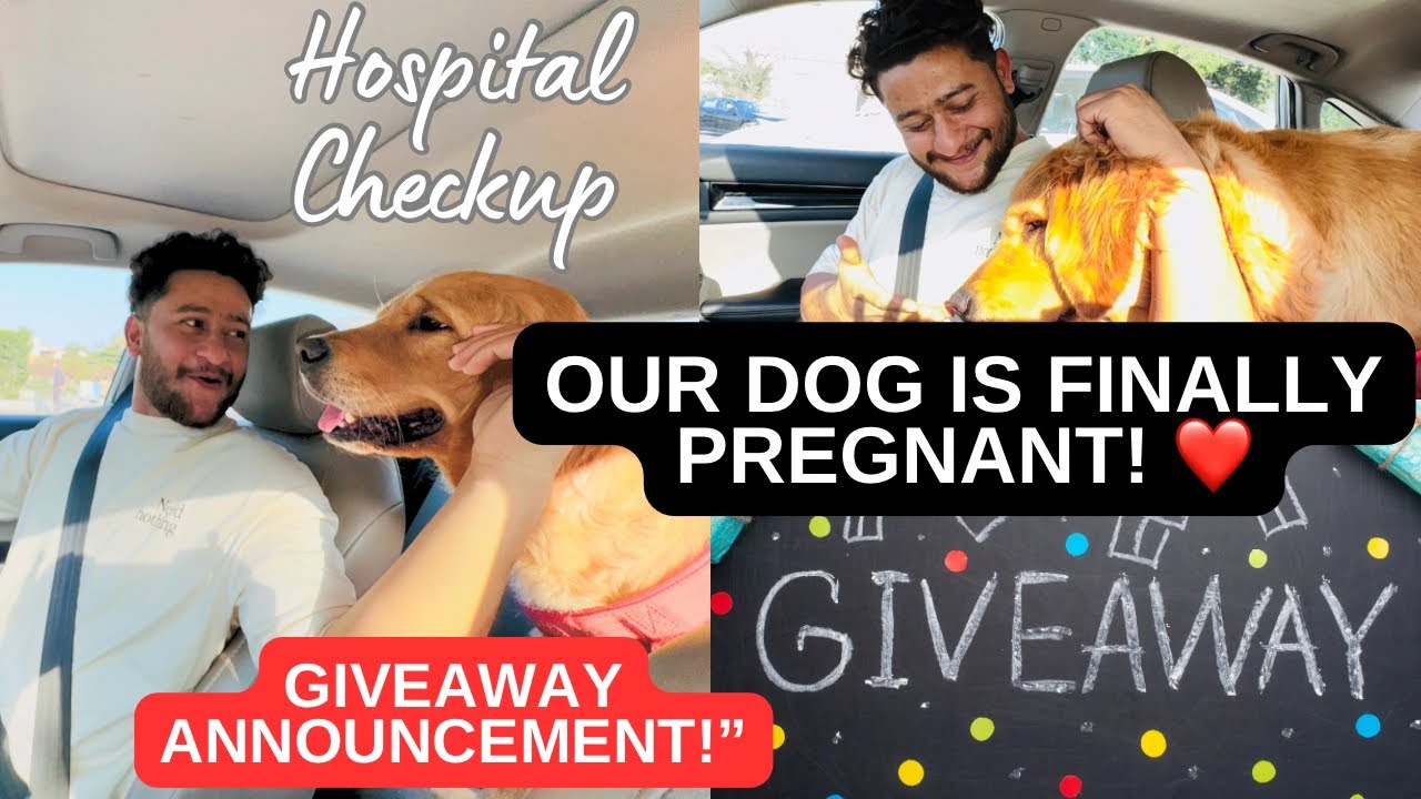 Dog pregnancy time week 1 or 9 | Gift Giveaway for My Followers 🐾🎁”